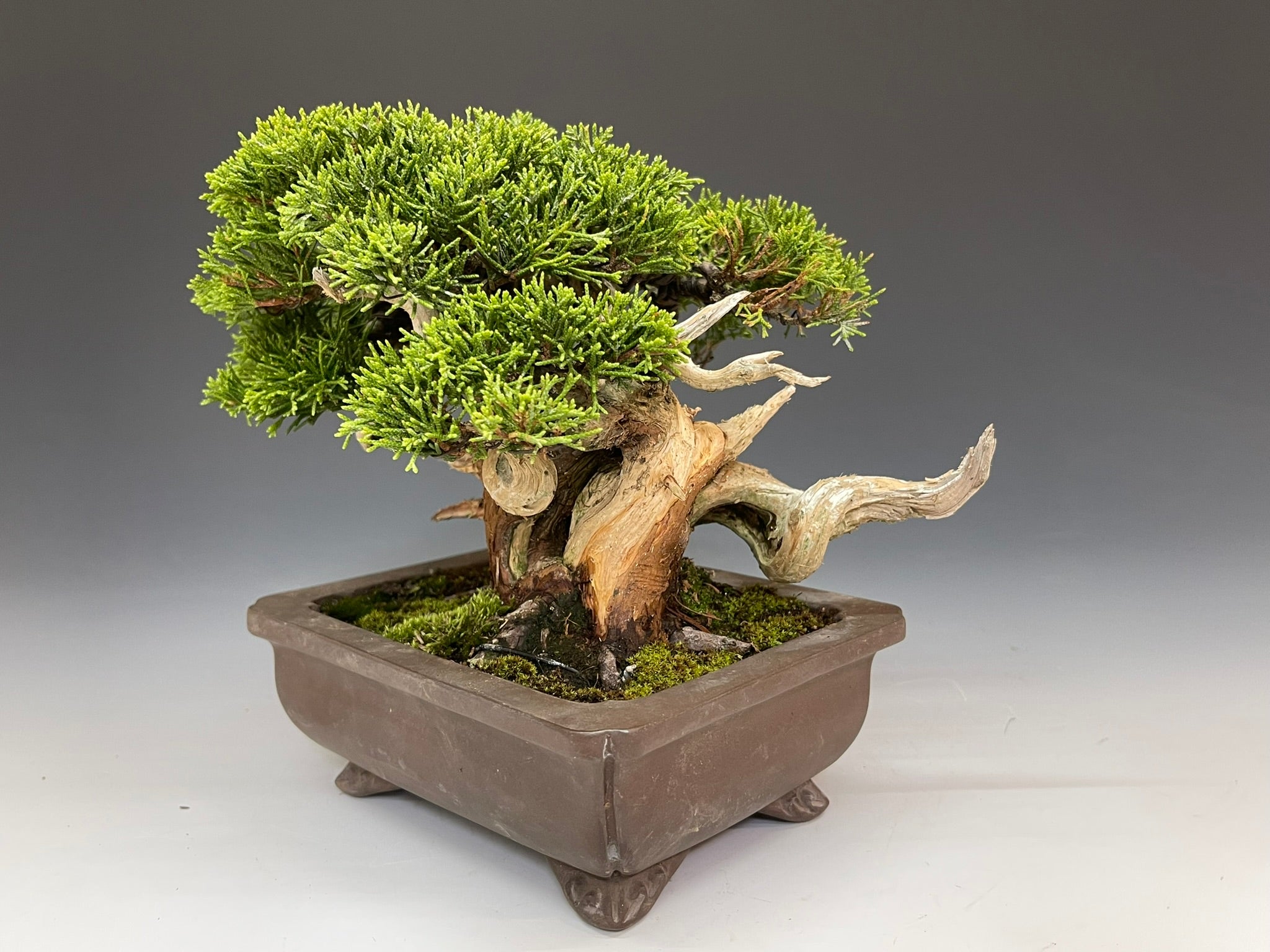 盆栽・真柏 Bonsai Juniper – bonsailife686868